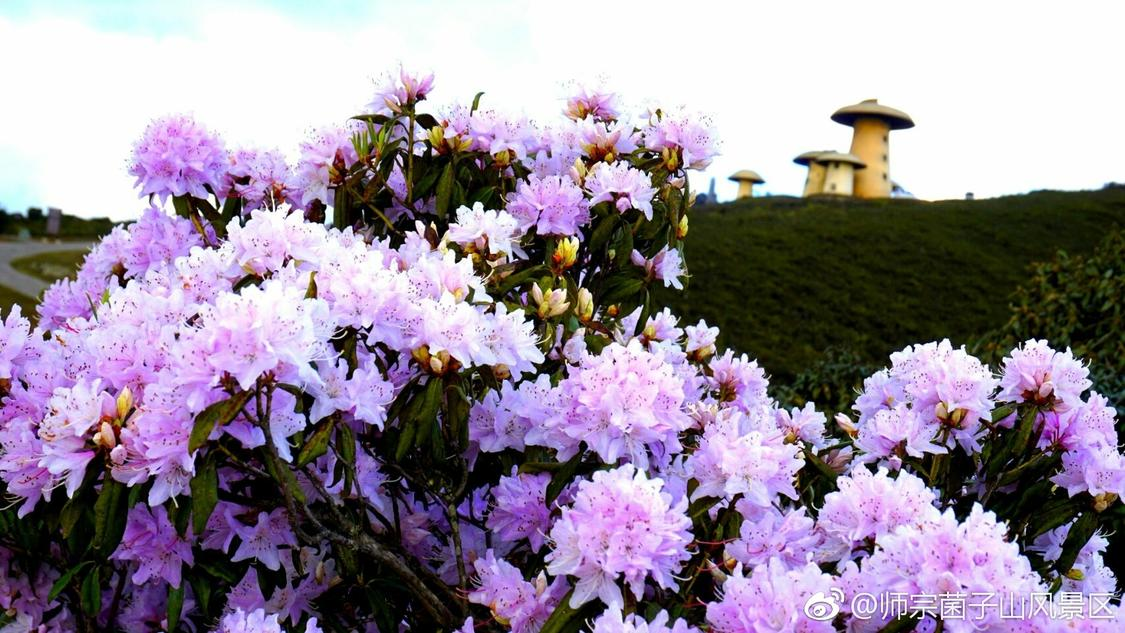 昨日图文推广场景化定制您的网络平台:内容审核、流量分发与变现的中枢平台,抖音涨赞50个平台：提升内容曝光助力人气增长新策略